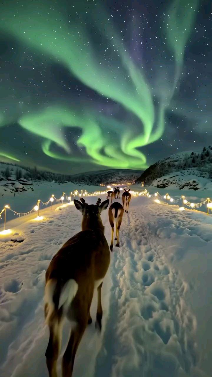 The Silent Dance: A Reflection of the Aurora